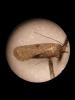 Agonopterix sp.